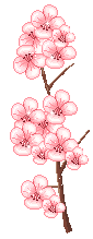 sakurablossom
